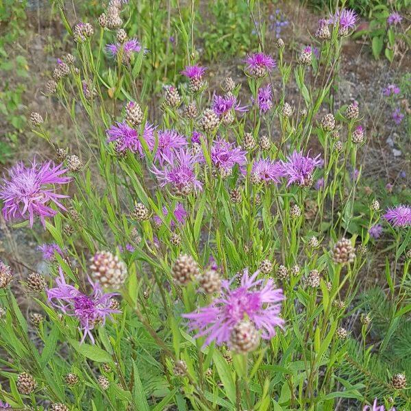 Ahdekaunokki (Centaurea jacea) kukkii runsaasti sinertävän punaisin kukinnoin kuivalla niityllä.