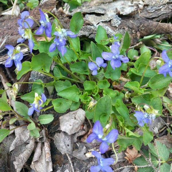 Aho-orvokki (Viola canina), lähikuva violetinsinisistä kukista.