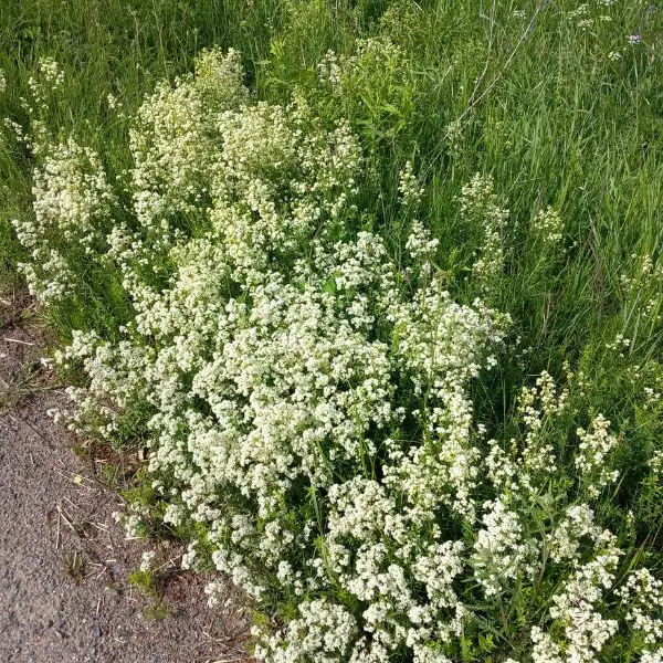 Ahomatara (Galium boreale, Vitmåra) – matala valkokukkainen kasvi, joka sopii niityille ja luonnonmukaisiin istutuksiin.