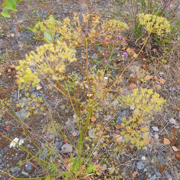 Ahopukinjuuri (Pimpinella saxifraga) kivikkoisella ja kuivalla kasvupaikalla, sen kukinnot ja varsi näkyvät selkeästi.