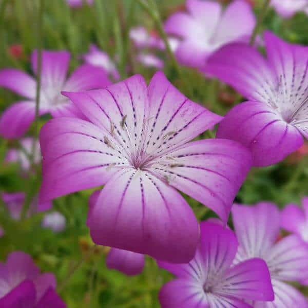 Aurankukka (Agrostemma githago, Åkerklätt) – vaalean violetit kukat, joissa on hennot tummat raidat.