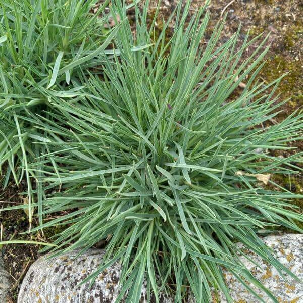 Elleninneilikka (Dianthus 'Ellen', Ellen's nejlika) – tiheä, sinivihreä lehdistö, joka sopii kivikko- ja reunusistutuksiin.