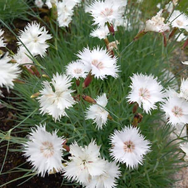 Elleninneilikka (Dianthus 'Ellen') kukkii runsaasti valkoisin, hapsureunaisin kukin.