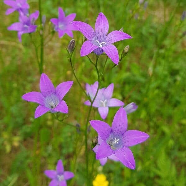 Harakankello (Campanula patula) - vaaleanvioletit kukat luonnonniityllä.