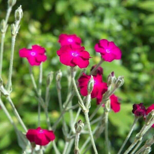 Harmaakäenkukka (Lychnis coronaria) – kirkkaan purppuranpunaiset kukat harmaiden varsien yläpuolella.