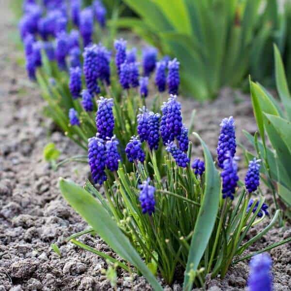 Helmililja (Muscari armeniacum) rivissä puutarhassa, kukat hehkuvat siniviolettia sävyä.