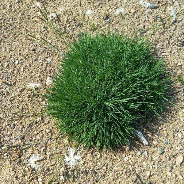 Hietaneilikka (Dianthus arenarius, Sandnejlika) kasvaa tiheänä mätäsmäisenä kasvustona hiekkamaalla.