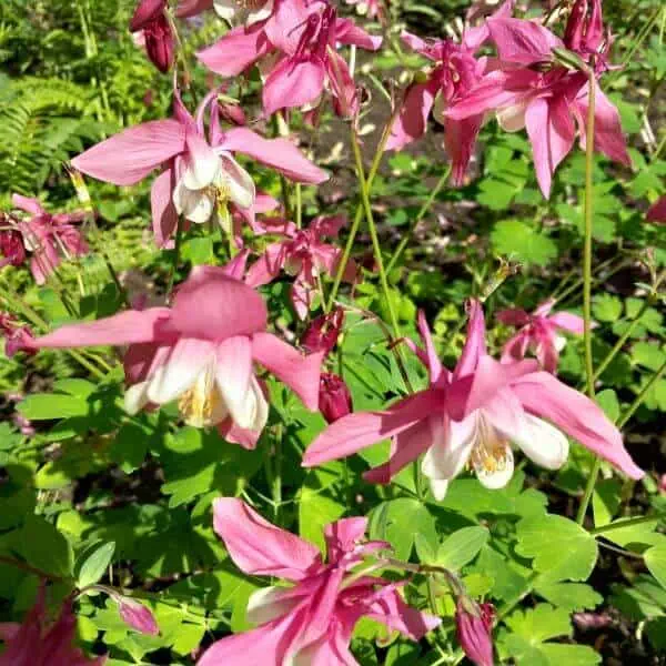Japaninakileija (Aquilegia flabellata, Japansk akleja) – kaunis perenna vaaleanpunaisilla ja valkoisilla kukilla.