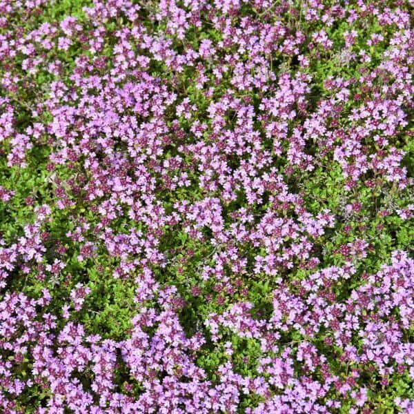 Kangasajuruoho (Thymus serpyllum, Backtimjan) – matala lajike Magic Carpet, joka sopii kivikko- ja hiekkamaalle.