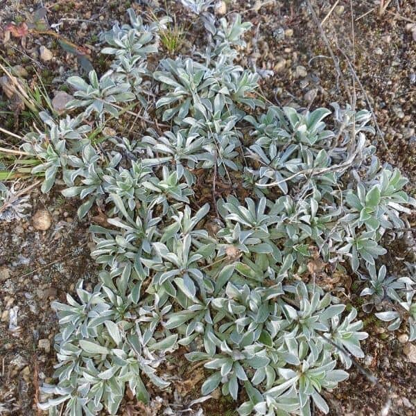 Kissankäpälä (Antennaria dioica) – hopeanhohtoiset lehdet muodostavat tiiviin kasvuston.
