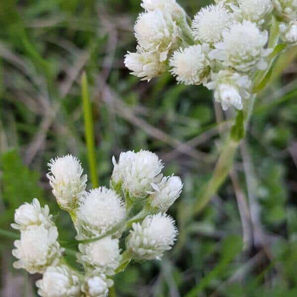 Kissankäpälä (Antennaria dioica) valkeat, samettimaiset kukinnot lähikuvassa.