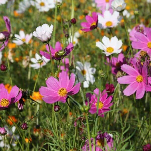 Kosmoskukka (Cosmos bipinnatus) – värikkäitä vaaleanpunaisia, valkoisia ja purppuran sävyisiä kesäkukkia luonnonmukaisessa istutuksessa.