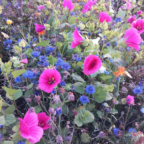 Maloppi (Malope trifida) ja muita kesäkukkia värikkäässä kukkaloistossa.
