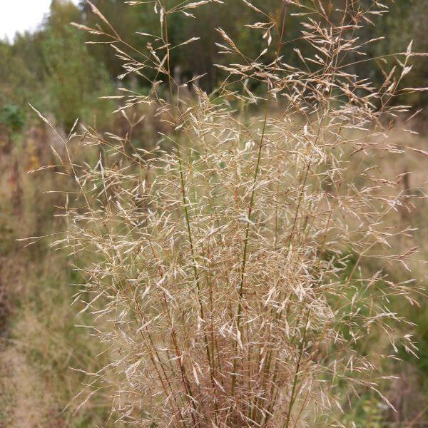 Metsälauha (Deschampsia flexuosa, Kruståtel) – lähikuva ilmavista kukinnoista luonnonmukaisessa ympäristössä.