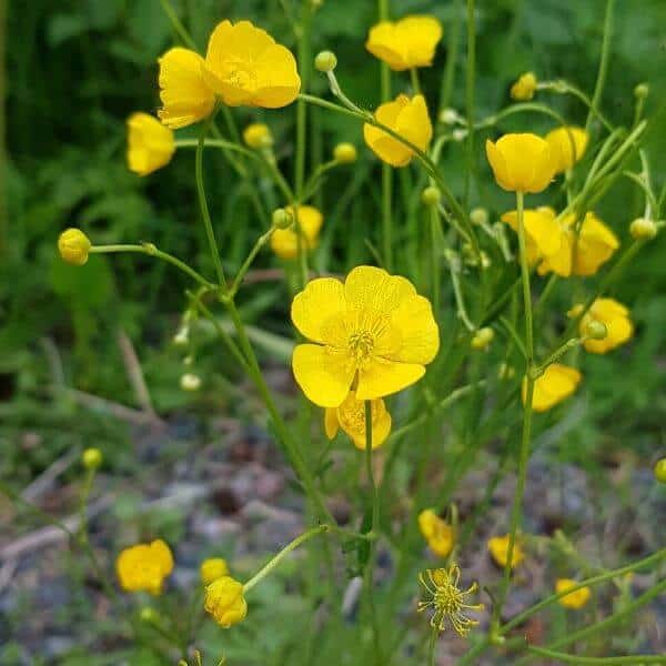 Niittyleinikki (Ranunculus acris) keltaisena kukkiva perinteinen luonnonkukka.