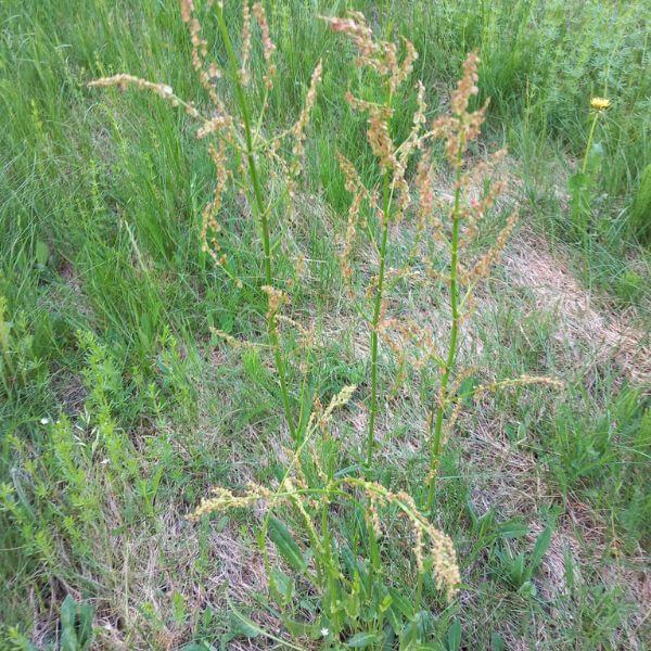 Niittysuolaheinä (Rumex acetosa, Ängssyra) – luonnonvarainen kasvi, jolla on punaruskeat kukinnot ja rehevä lehdistö.