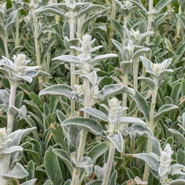 Nukkapähkämö (Stachys byzantina, Lammöron), hopeanharmaa ja pehmeälehtinen koriste- ja maanpeitekasvi puutarhaan.