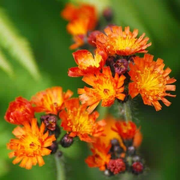 Oranssikeltano (Pilosella aurantiaca) lähikuva hehkuvan oransseista kukista.