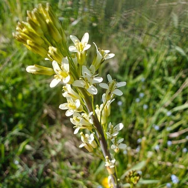 Pölkkyruoho (Arabis glabra) vehreässä ympäristössä.