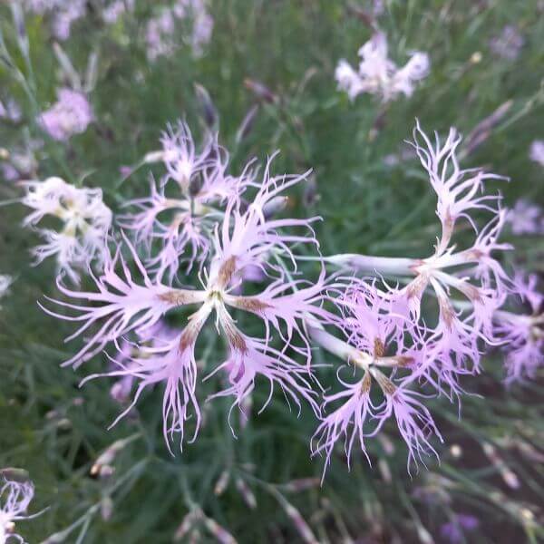 Pulskaneilikka (Dianthus superbus, Praktnejlika) – kauniit, pitsimäiset vaaleanpunaiset kukat lähikuvassa.