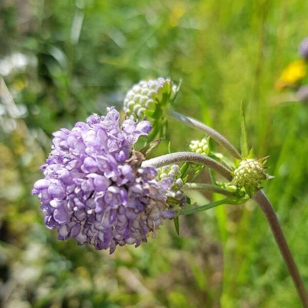 Purtojuuri (Succisa pratensis) lähikuvassa, jossa näkyy violetinsininen pallomainen kukinto ja nuoria kukkavarsia vihreällä taustalla.