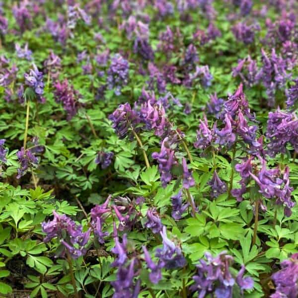 Pystykiurunkannus (Corydalis solida, Stor nunneört) – kevätkukkija, jolla on violetit kukat ja kauniit lehdet.