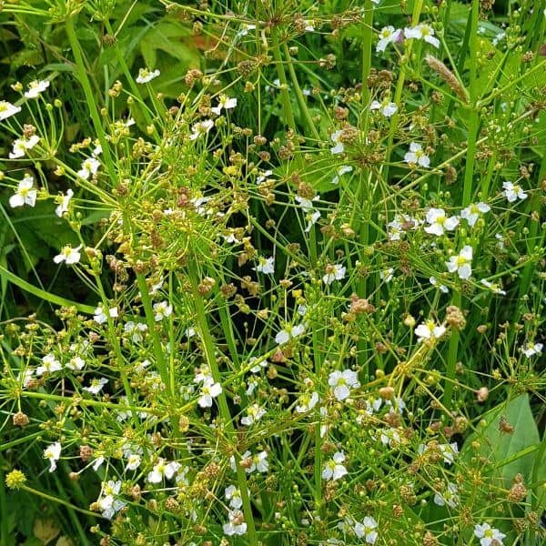 Ratamosarpio (Alisma plantagoaquatica). Herkkiä valkoisia kukkia ja rehevää vihreää lehdistöä, joka kasvaa kosteikossa.