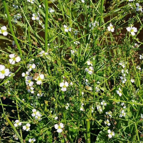 Ratamosarpio (Alisma plantagoaquatica) muodostaa vihreän ja ilmavan kasvuston, jota koristavat pienet valkoiset kukat.