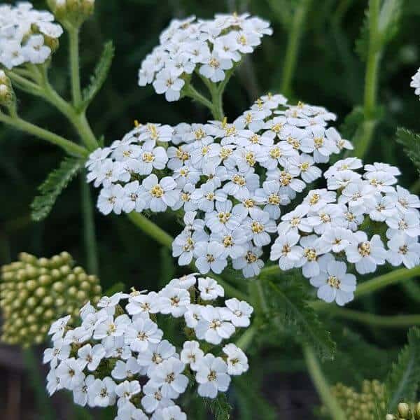 Siank rs m Achillea Millefolium R lleka Fr n Siemenet