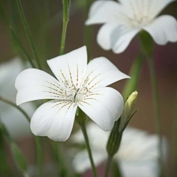 Siroaurankukka - Agrostemma gracilis - Agrostemma brachylobum - Kesäkukkien siemenet.