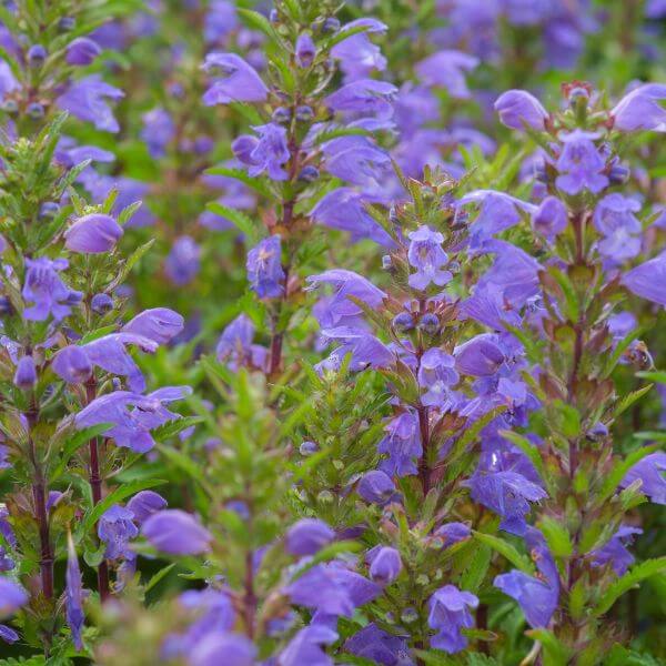 Tuoksuampiaisyrtti (Dracocephalum moldavica, Turkisk drakblomma) – violetinsiniset kukat ja tuoksuva lehvästö.