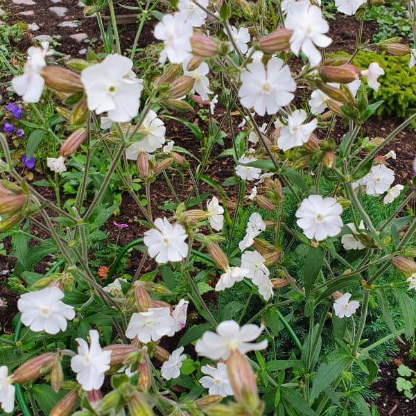 Valkoailakki (Silene latifolia subsp. alba) – valkoisia kukkia puutarhassa.