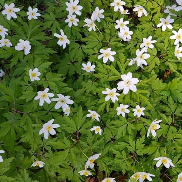Valkovuokko (Anemone nemorosa, Vitsippa) – valkovuokkojen peittämä metsäpohja.