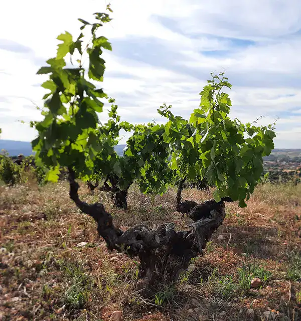 Viñas de Dominio del Noveno