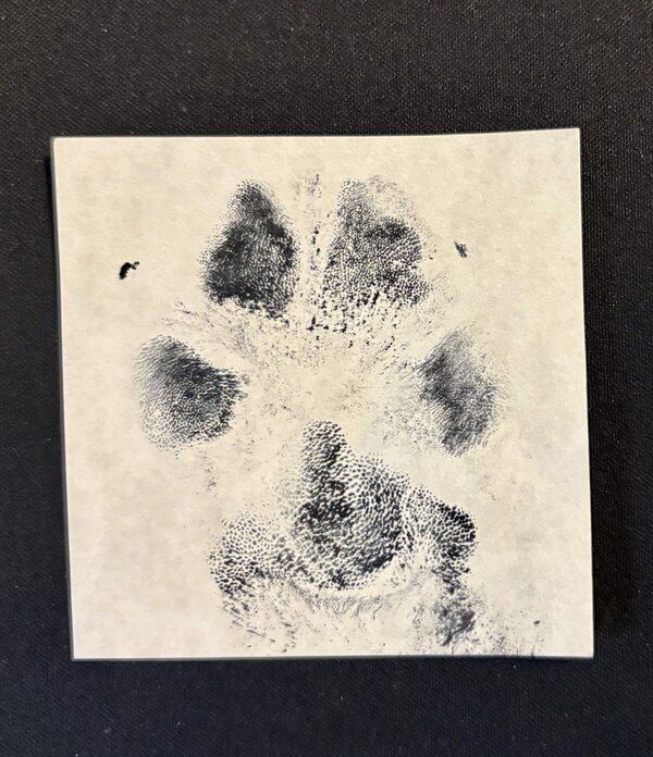 Ink paw print keepsake created from a pet’s paw, capturing a detailed impression on paper.