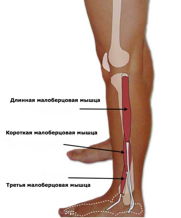 Группа малоберцовых мышц