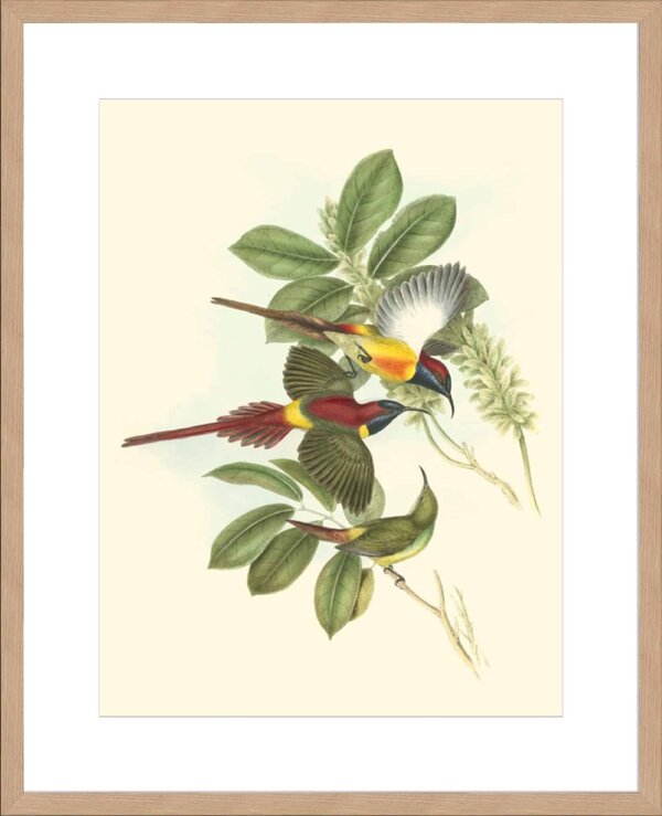 Small Birds of Tropics III - 10cm Mount Board Lg. Box Natural