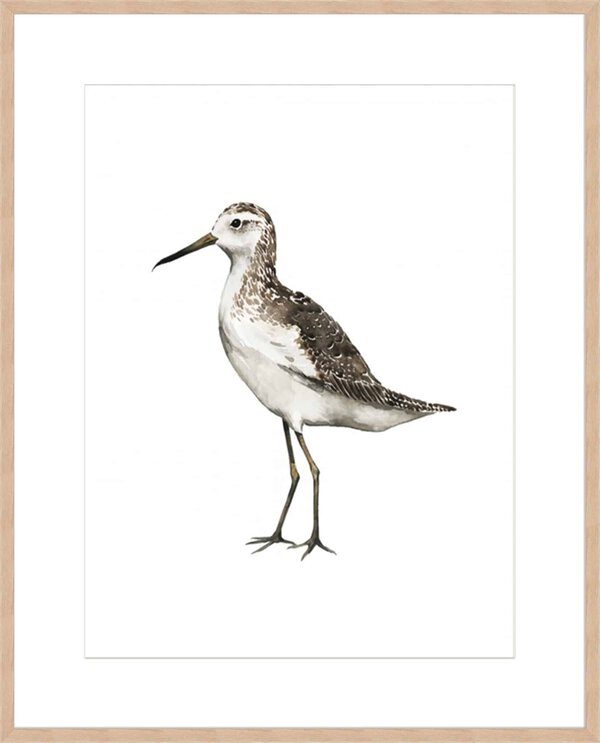 Sea Bird VI - 10cm Mount Board Box Natural