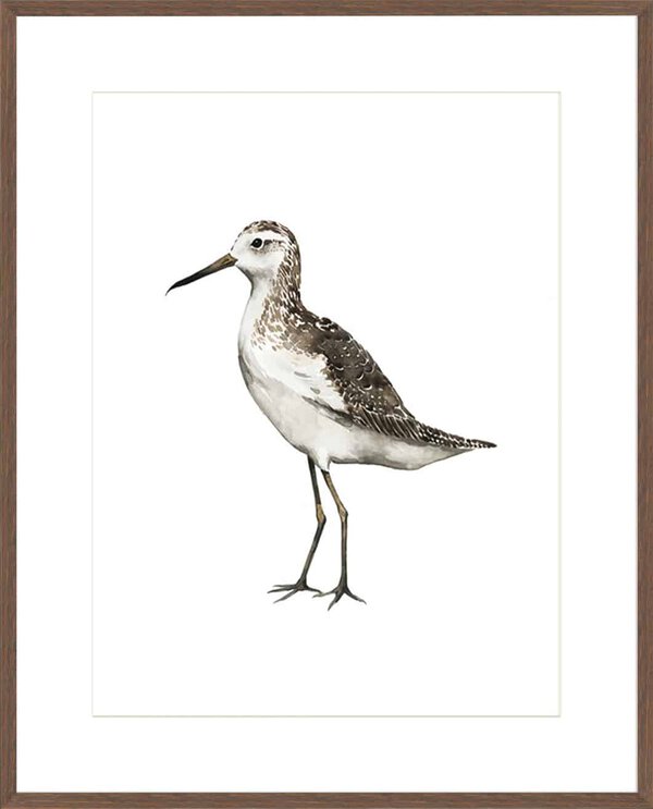 Sea Bird VI - 10cm Mount Board Box Walnut
