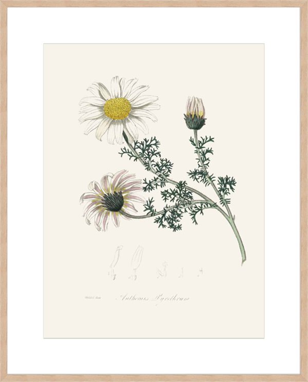 Mount Atlas Daisy (anthemis Pyrethrum) Medical Botany - 10cm Mount Board Box Natural