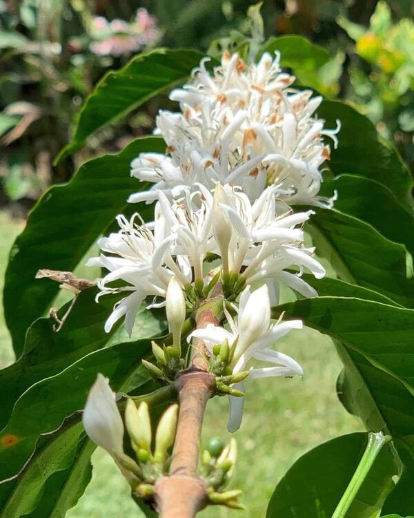 Korgua Estate AA Washed Bourbon - Image 2