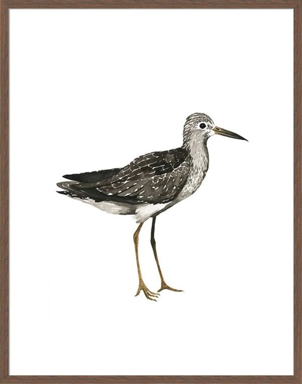 Sea Bird III - 5cm White Border Box Walnut