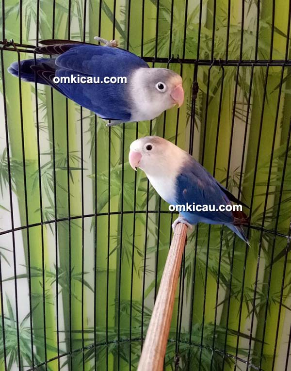 cara ternak burung lovebird