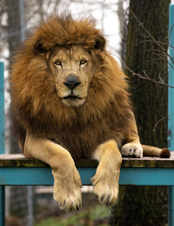 Tsavo Lion Tsavo Lion