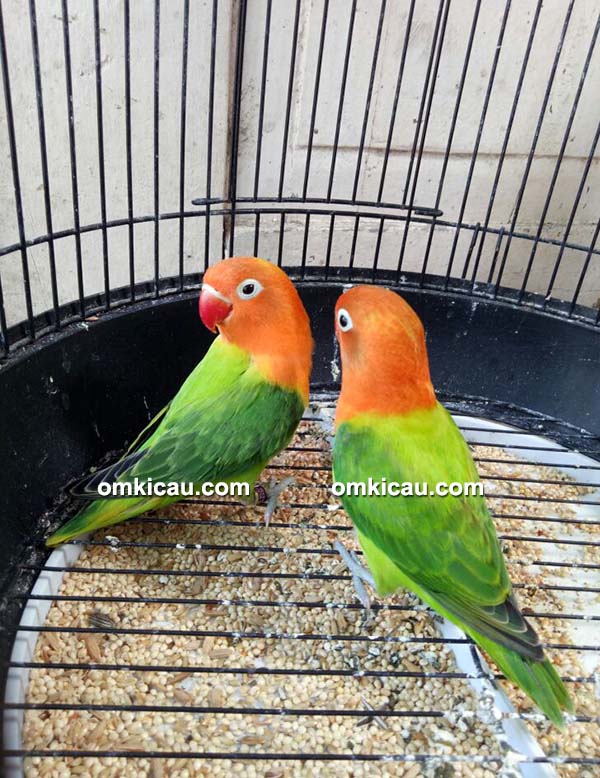 lovebird biola