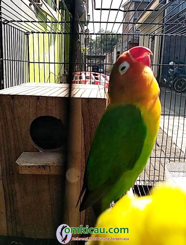 Lovebird Rembez Lovebird Rembez