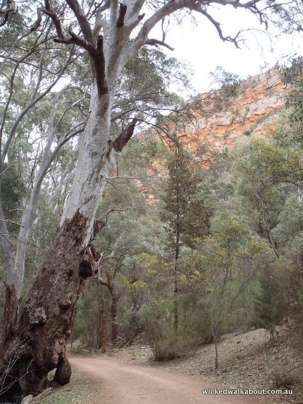 Walking into Wilpena Pound, Flinders Ranges, South Australia River Reg Gums trees