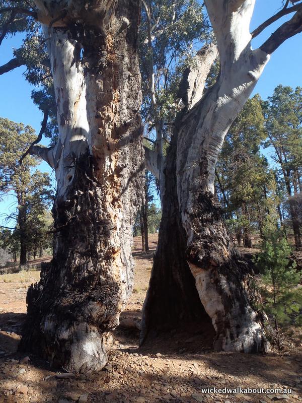 Red Gum Tree split in half by lightening in the Flinders Ranges National Park, South Australia Red Gum Tree, Flinders Ranges