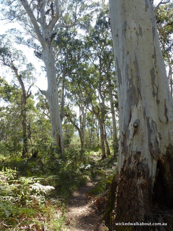 Mt Timbertop Walking Trail, Australia