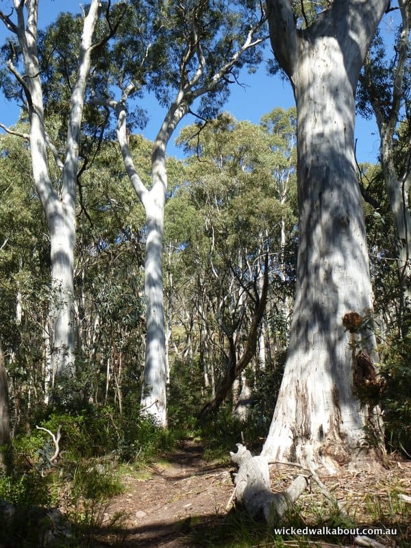 Mt Timbertop Walking Trail, Australia